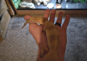 Leopard gecko and set up