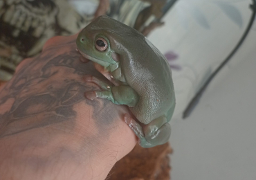 Whites tree frogs