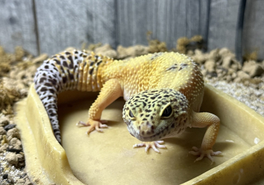 Leopard Gecko