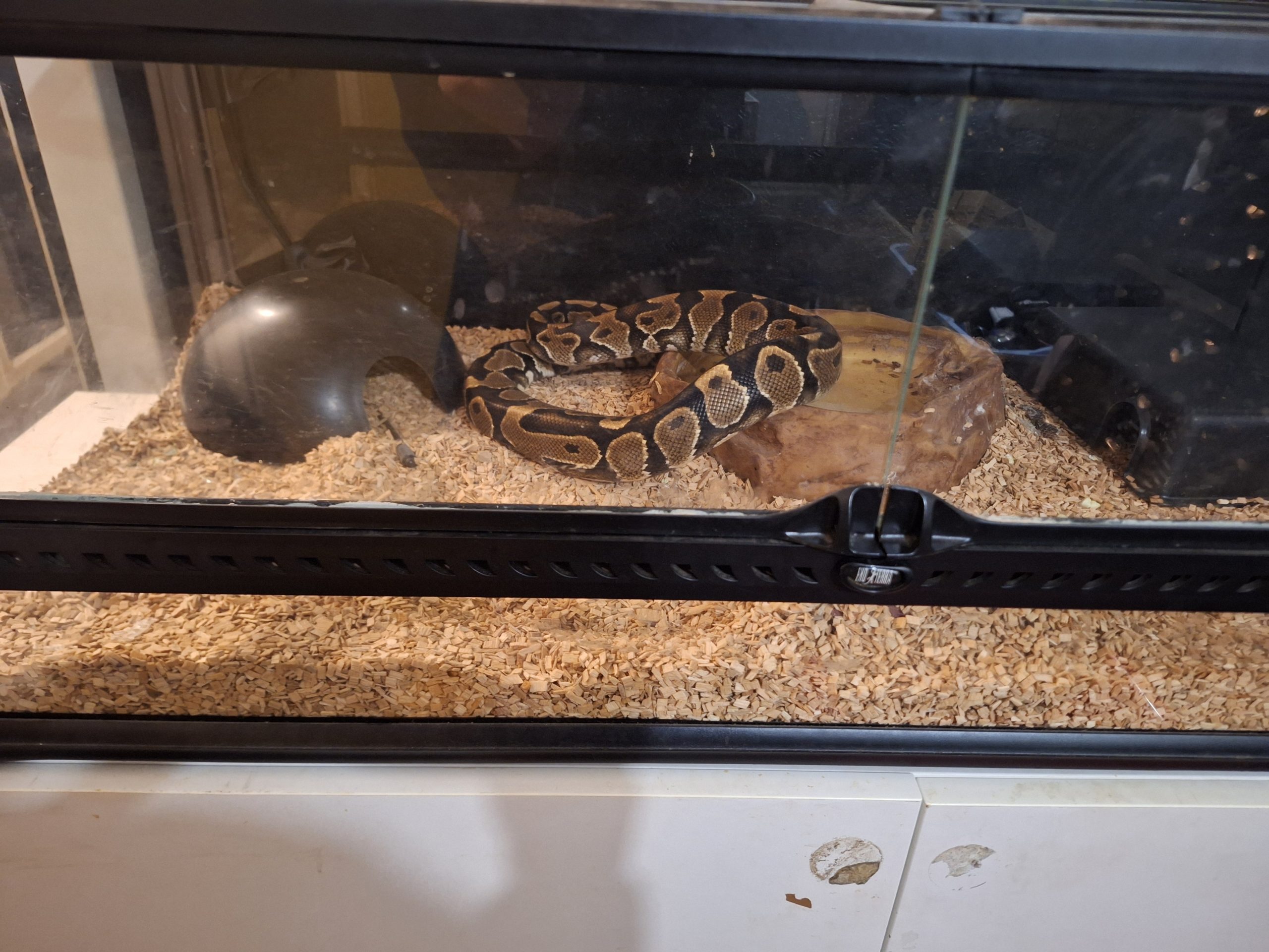 Python snake | Reptiles for Sale UK