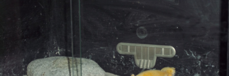 Leopard Gecko with ViveExotic Vivarium/Accessories – Full Set Up