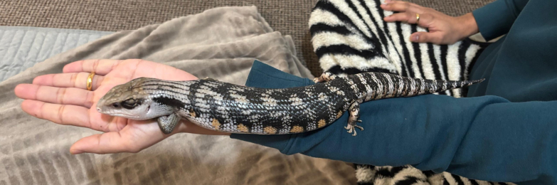 Blue-Tongued Skink + Home made Vivarium / Full Setup – £350 Ono