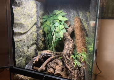 Crested gecko with full setup