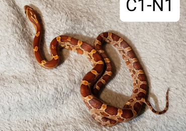 Babies Corn Snakes