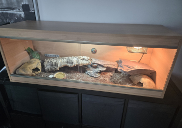 2 leopard geckos and full vivarium setup