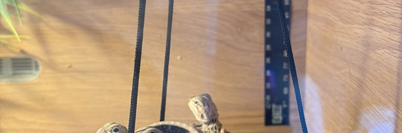 Baby Bearded dragon