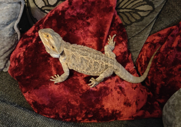 Female bearded dragon with enclosed