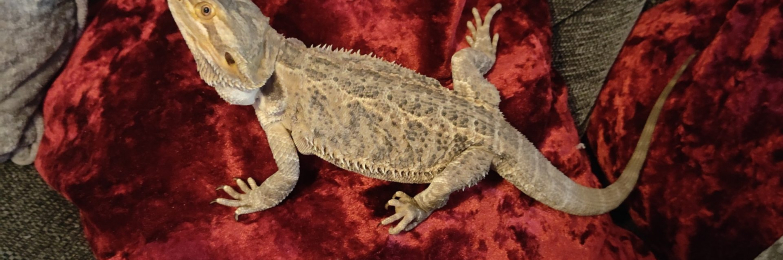Female bearded dragon with enclosed