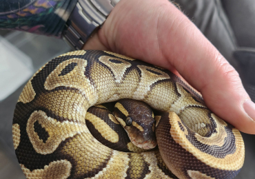 Royal pythons & stack…