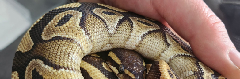 Royal pythons & stack…