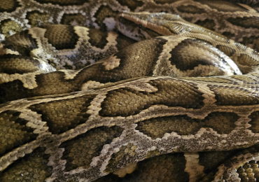 Female burmese python