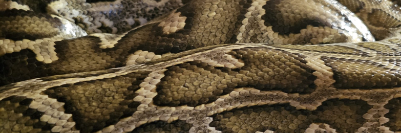 Female burmese python