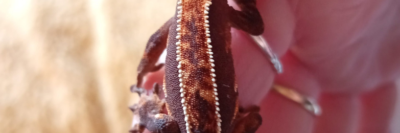 Full Pinstripe Harlequin Crested Gecko 3.23g Unsexed