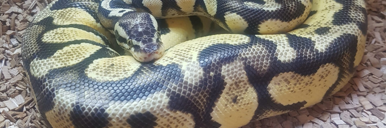 3ft vivarium with royal python