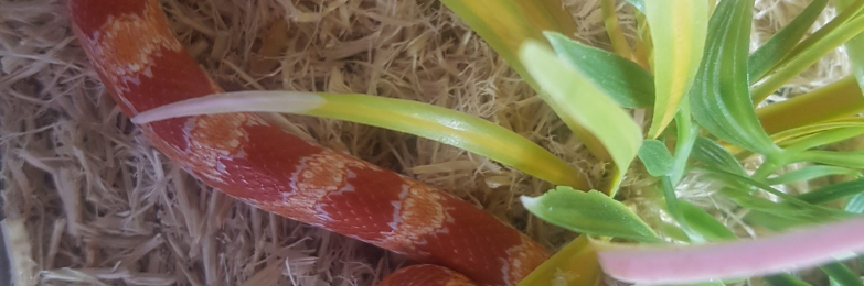 2 ft vivarium with corn snake