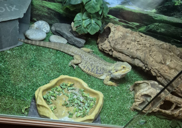 Bearded dragon + vivarium