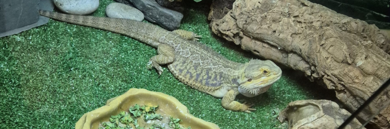 Bearded dragon + vivarium