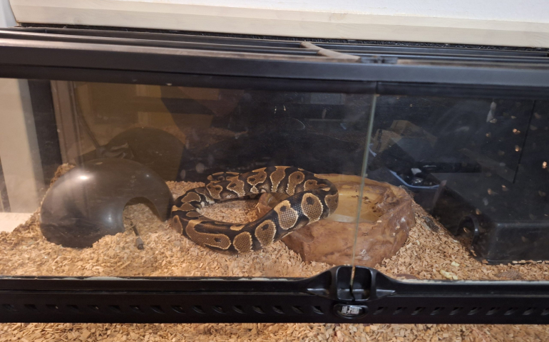 Python snake | Reptiles for Sale UK