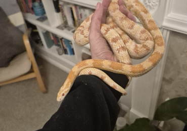 Female corn snake free to a good home
