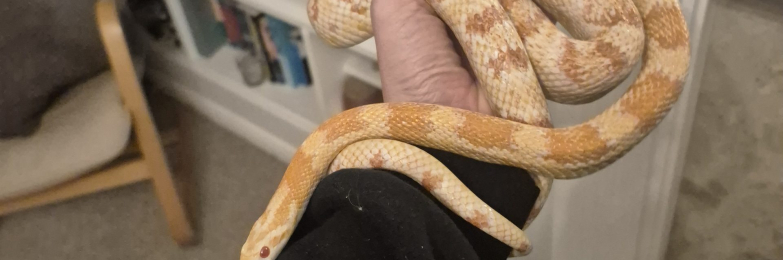 Female corn snake free to a good home