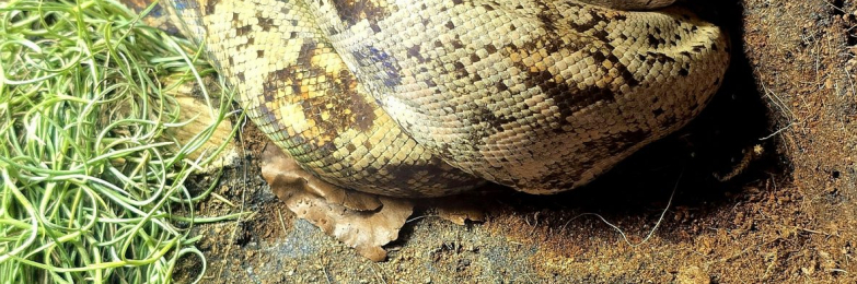 Pure Hog Island Boa