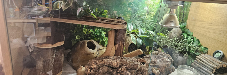 Leopard gecko and set up