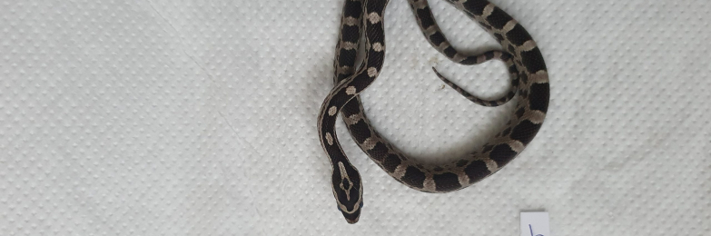 Axanthic baby