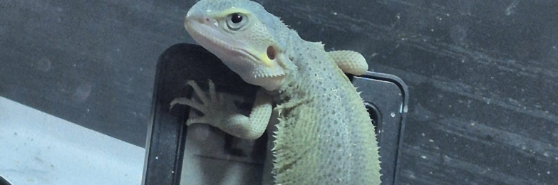 Bearded dragons