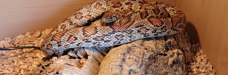 Jungle Corn Snake + Vivarium + Cupboard