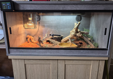 Rankins bearded dragon with vivarium and accessories