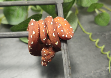 UKCBB Cyclops Mountain x Biak Green Tree Python