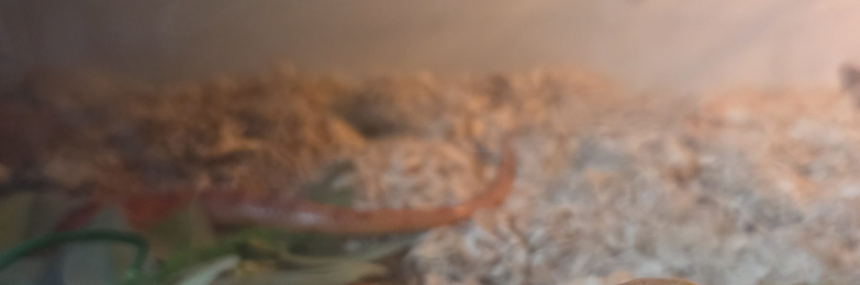 Butter motley corn snake