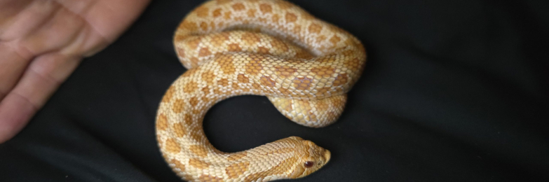 Albino Western Hognose