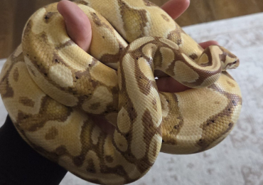 Banana royal python