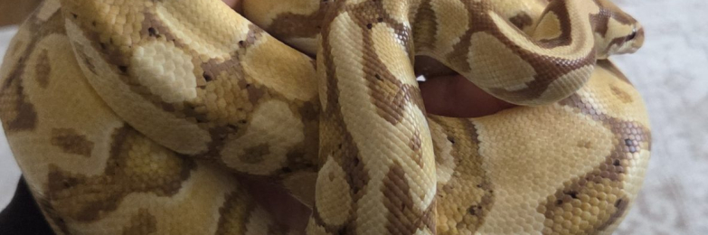 Banana royal python