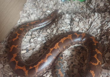 Kenyan Sand Boa and vivarium