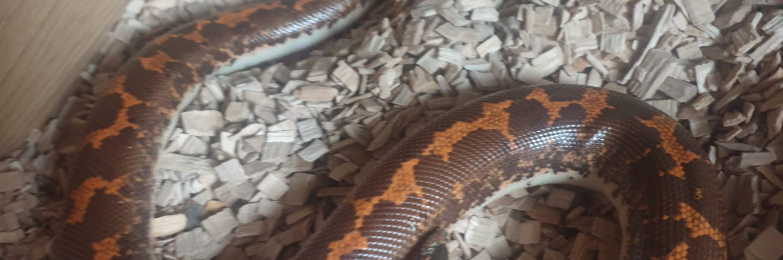 Kenyan Sand Boa and vivarium
