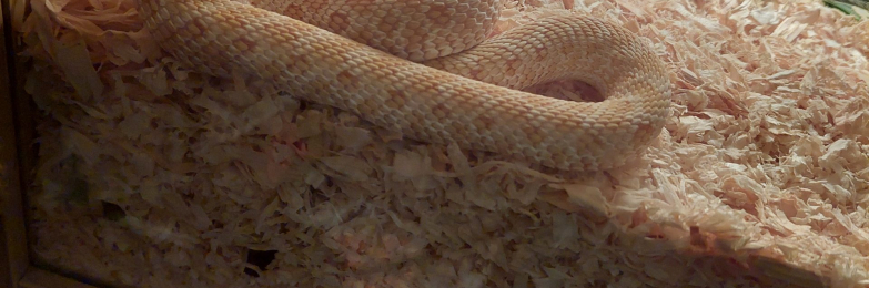 Albino hognose snake