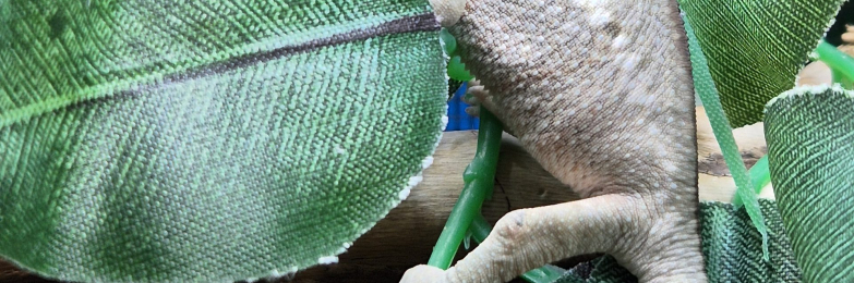 Baby Panther Chameleons