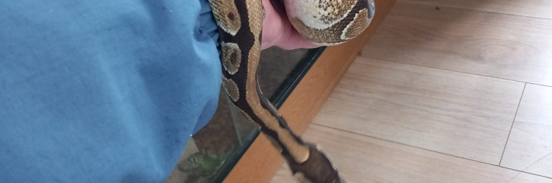 Female python snake