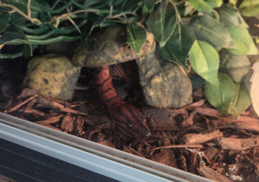 Snakes for sale