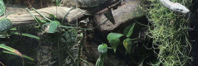 Pure Hog Island Boa