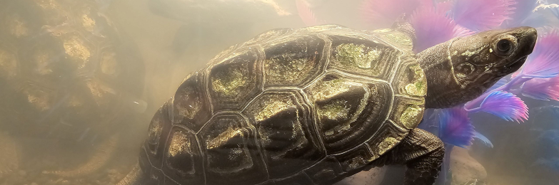 2 x female reeves turtles