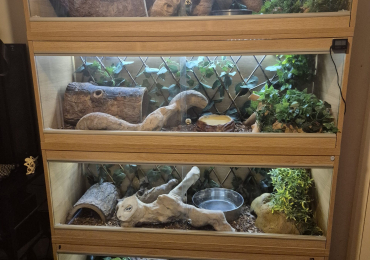 Complete 4ft Vivexotic Stack & 4 Adult Ball Pythons.