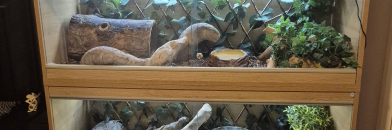 Complete 4ft Vivexotic Stack & 4 Adult Ball Pythons.