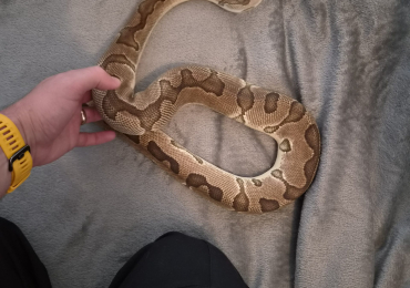 CB21 Enchi Clown male