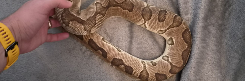 CB21 Enchi Clown male