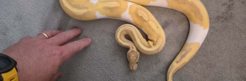 CB25 Male Banana Pied Royal Python