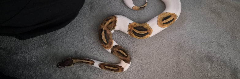 CB25 female Pied het Clown Royal Python
