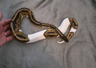 CB25 Male Pied het Clown Royal Python